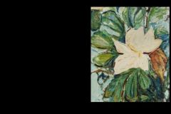 large-french-magnolia-detail-flower-ks-image-enlarged