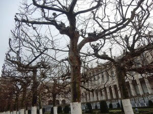 brussels trees 2