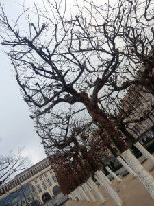 brussels trees 3