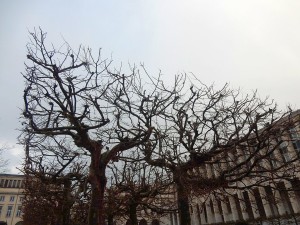 brussels trees 4